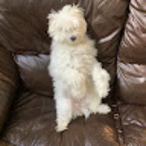 Meet your Posher, Isabella